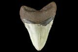 Fossil Megalodon Tooth - North Carolina #124674-2